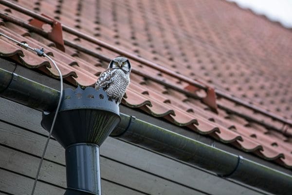 Gutter Installation